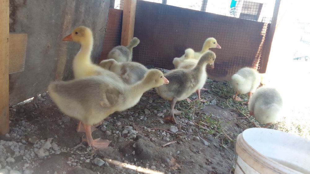 Продам подросших гусят