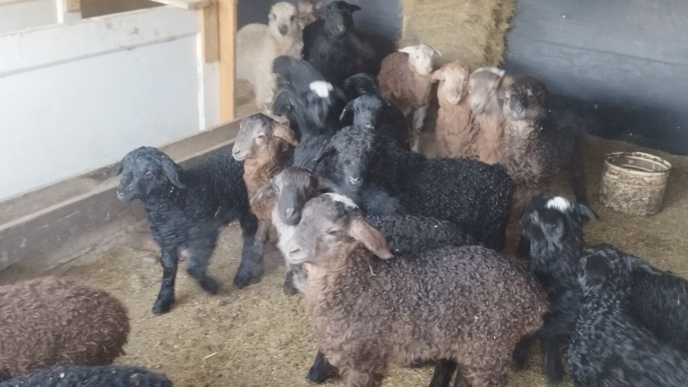 Продам овец с ягнятами.