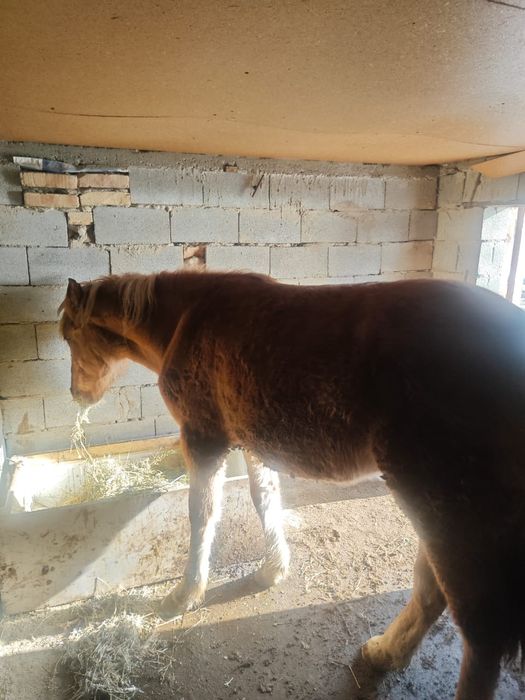 СРОЧНО!!! 2,5 жасар бие сатам