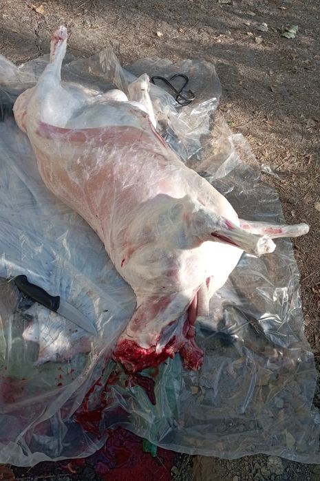 Qassob service hizmati