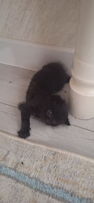 Котенок бесплатно