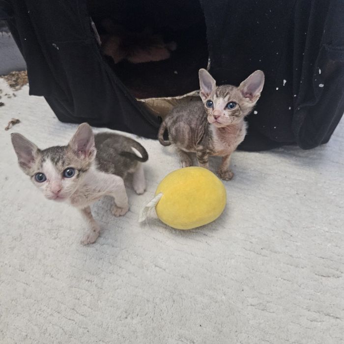 Кошка, сфинкс, котенок, кот