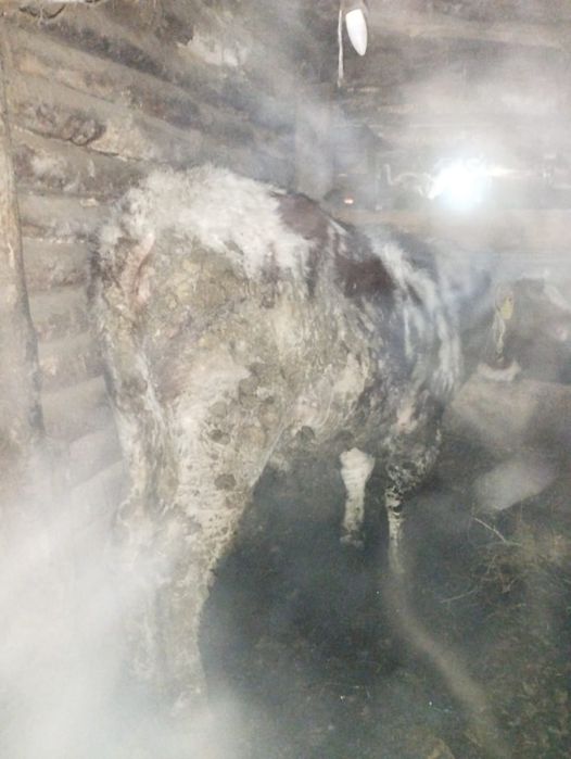 Продам двух быков с откормки