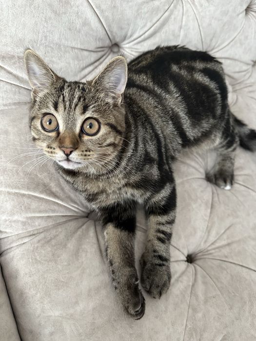 Кот ищет кошечку