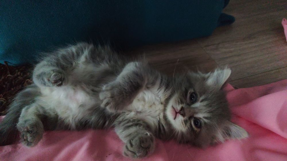Котята редкой породы папа чистокровный  хайленд фолд мама Девон Рекс