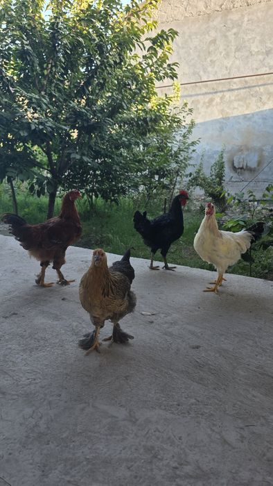 Tovuq va xõrozlar
