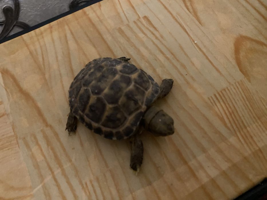 Черепаха toshbaqa bolasi sotiladi