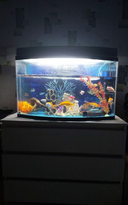 Аквариум 100л большыми рыбками