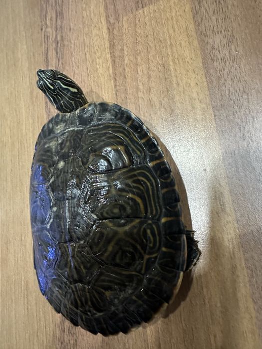 Broască țestoasă cu tâmple galbene 15 cm