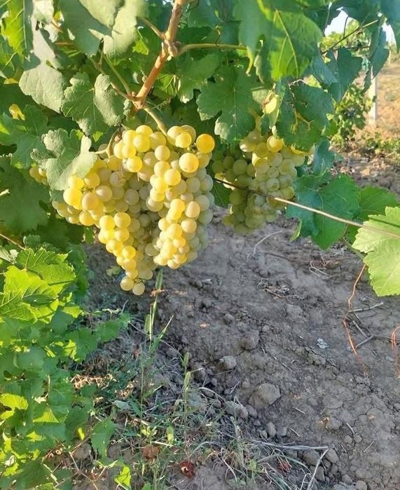 Struguri pentru vin