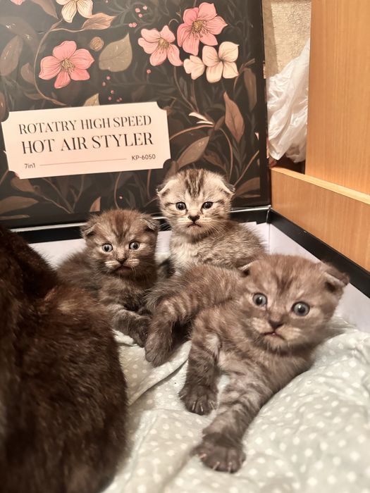 Шотладнский вислоухий