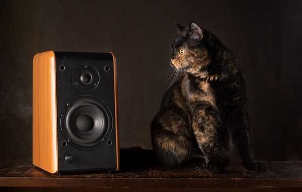 Ремонт любых типов динамиков