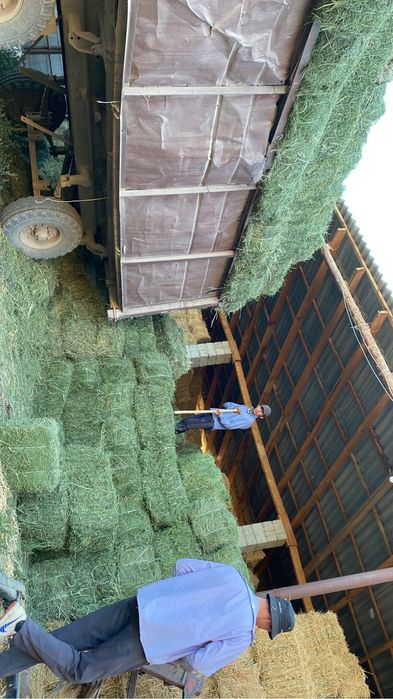 Жоңыршқа сабан шөп