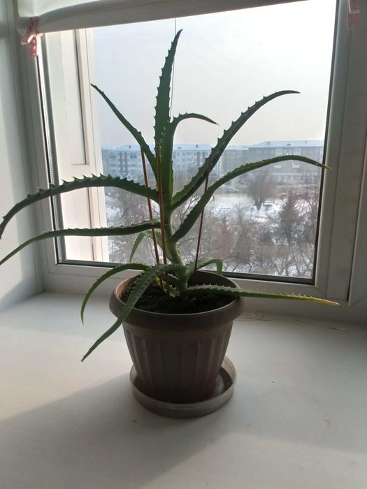 Домашнее  растение Алоэ-столетник