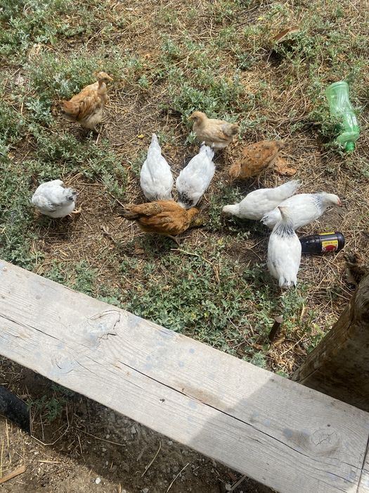 Жаксы балапандар