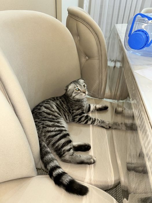 Шотландский кот пародисты