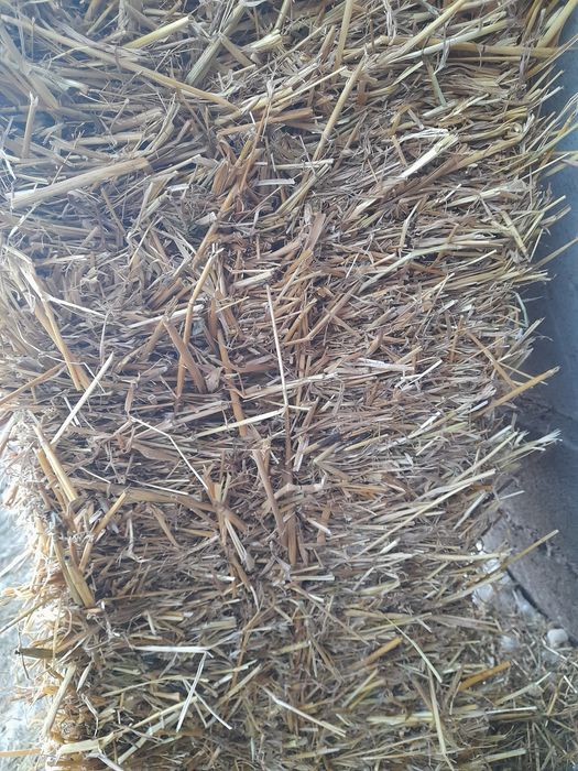 Vând baloti sau schimb cu vițel înțărcat