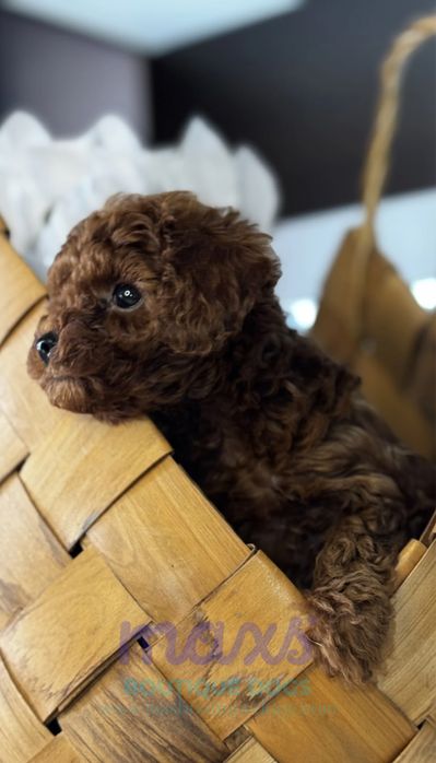 Той Пудел/ Toy Poodle