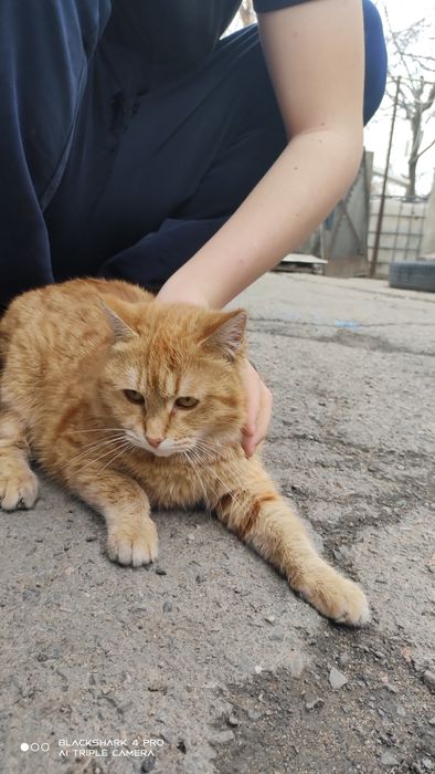 Отдам кошек и котов