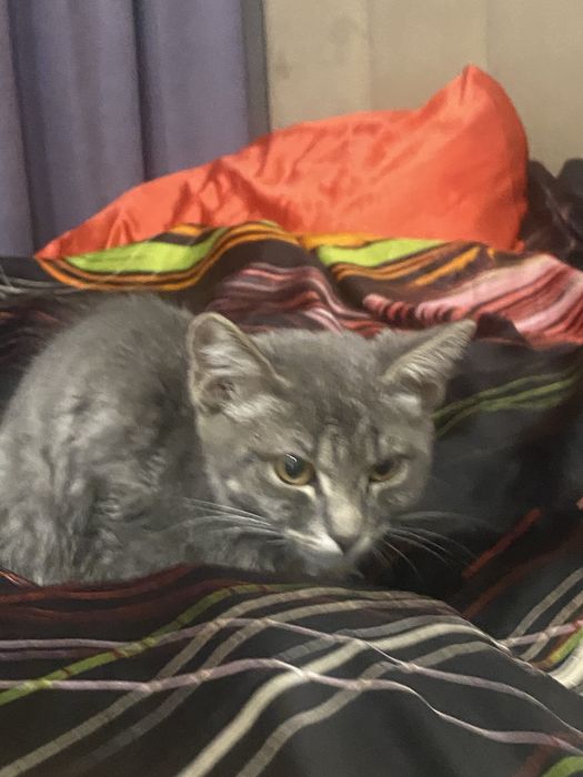 Кошка 6 месячная