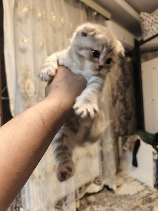 Шотландский фолд