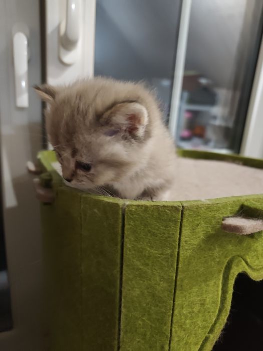Эксклюзивный коротколапый мальчик Манчкин