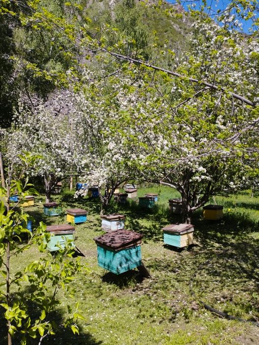 Распродаю пасеку