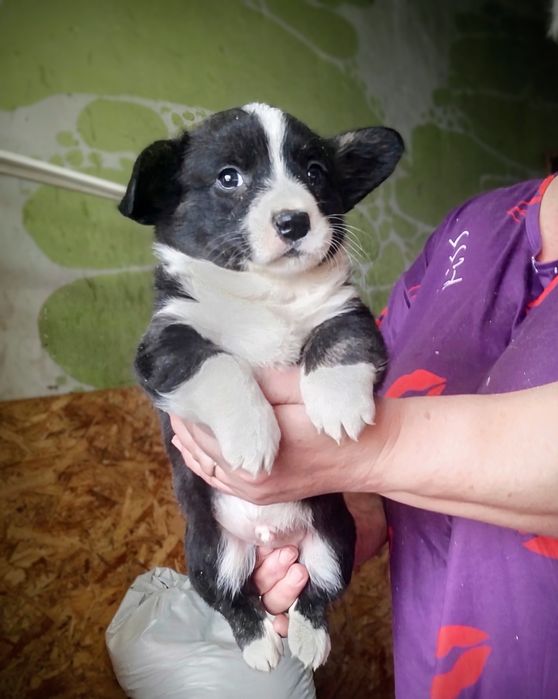 Щенки вельш корги