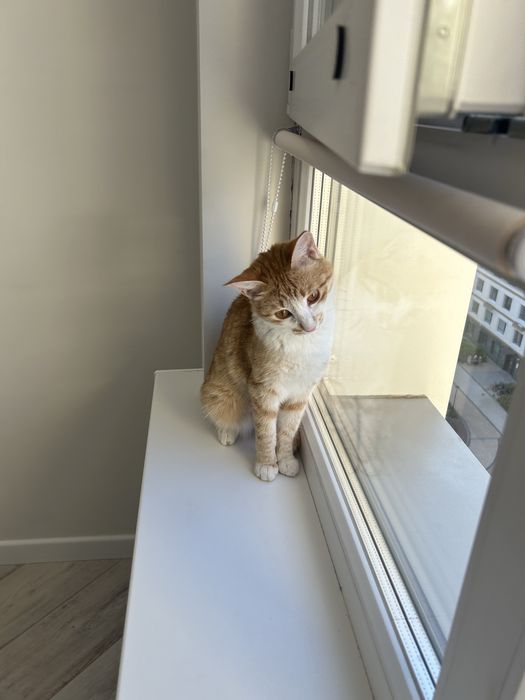 Кошка котенок кот