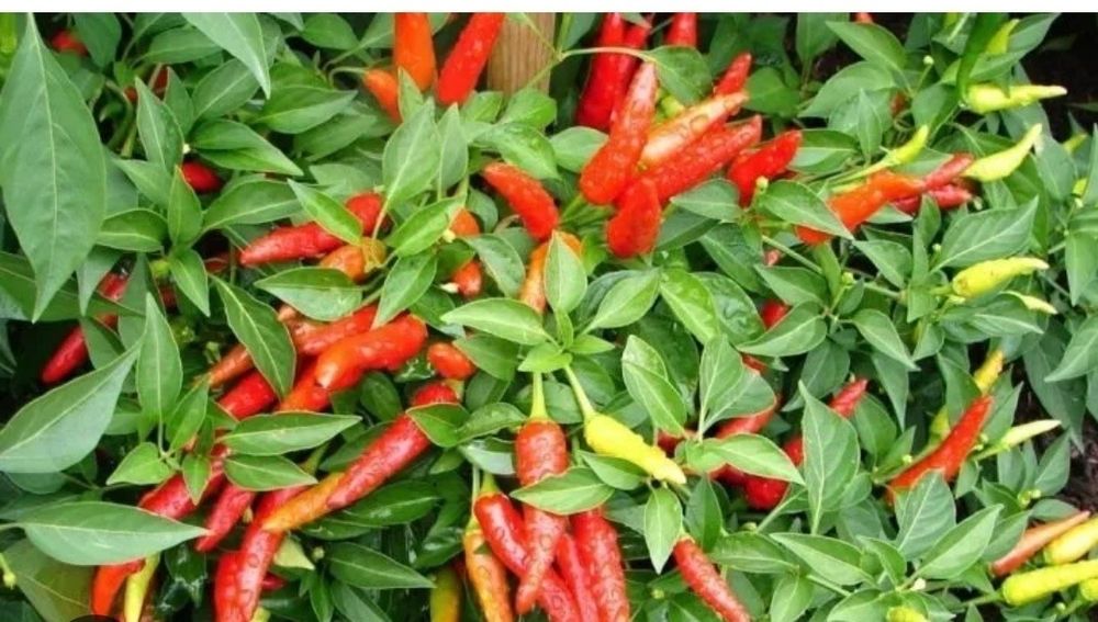 Кайенский перец самый острый
