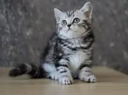 Шотланские котята