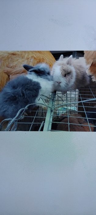 Iepuri adulți talie mica