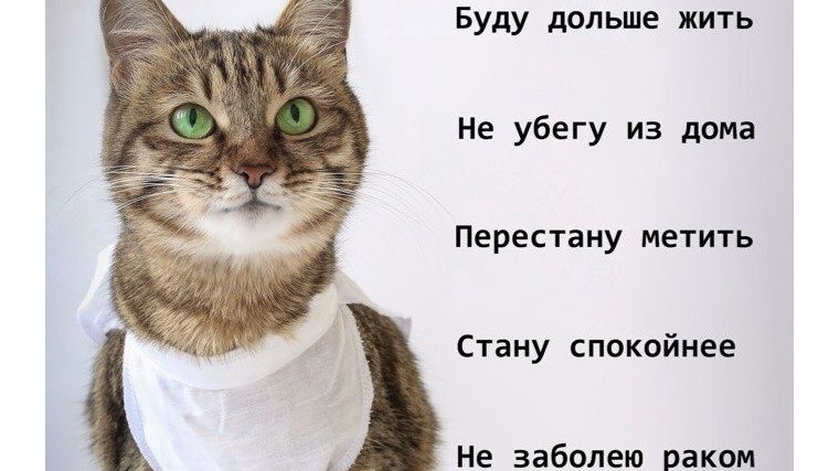 Ветеринар. Кастрация стерилизация кошек,котов