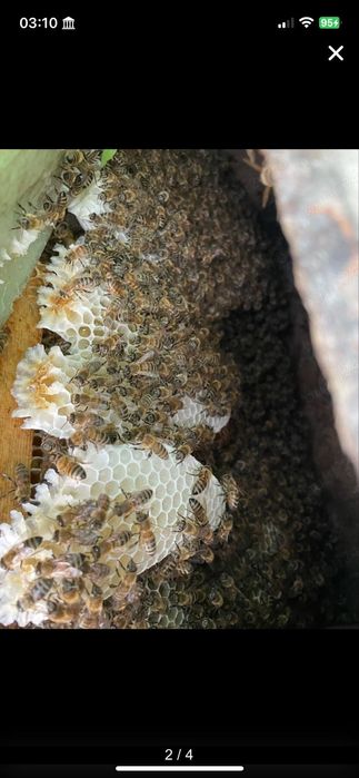 Roi de albine și familii de albine