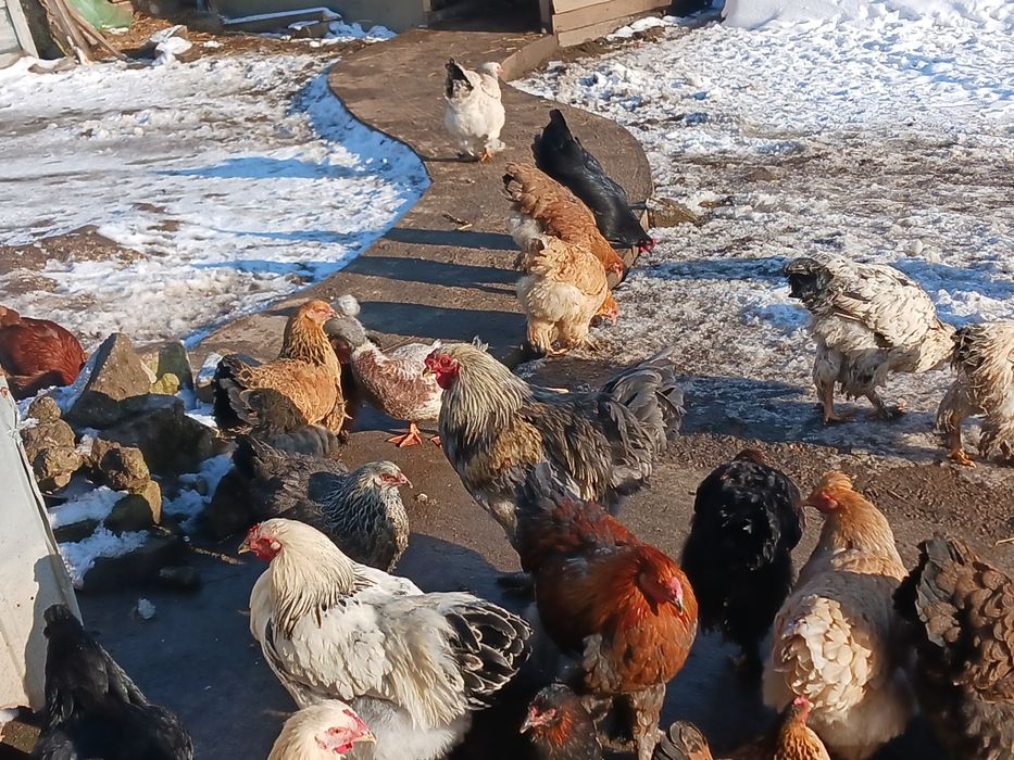 Gaini și cocoși de vanzare