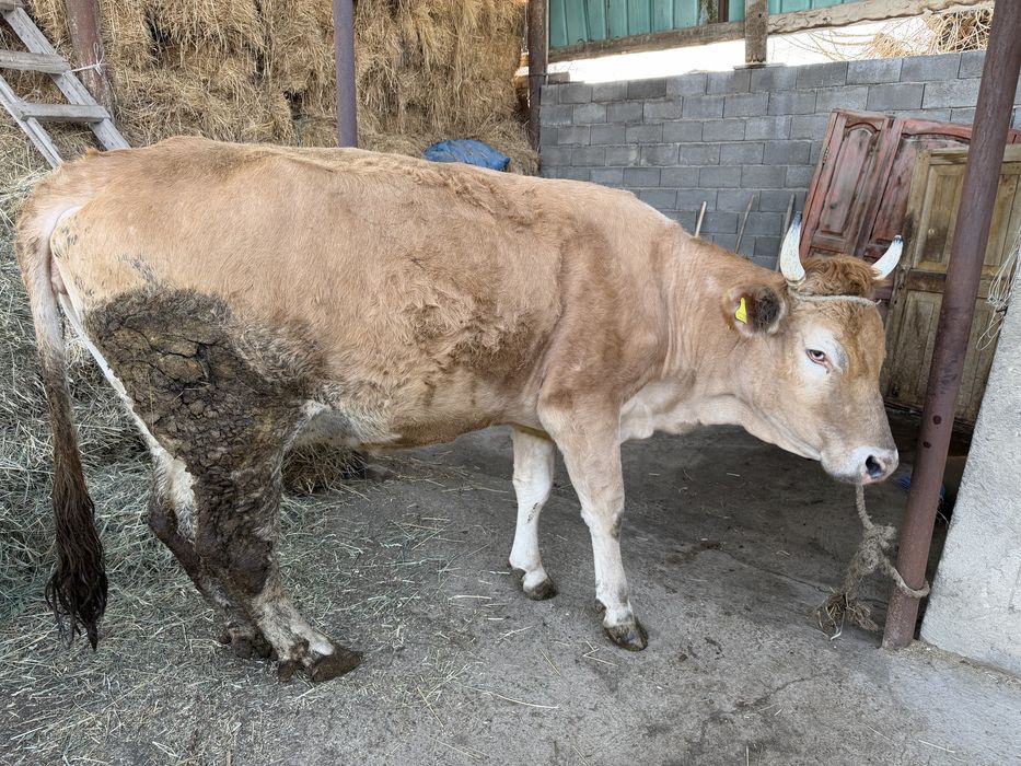 Продам дойную корову