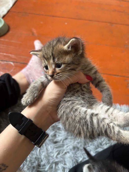 Отадм котят в добрые руки