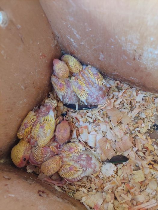 Попугаи неразлучники