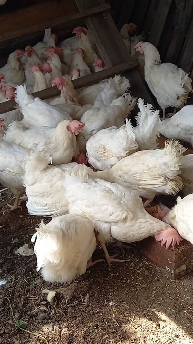 Продам кур ,белые несушки