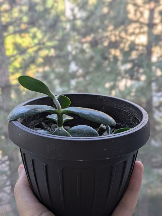 Arbore de jad (pui) / Copacul banilor/ Crassula Ovata