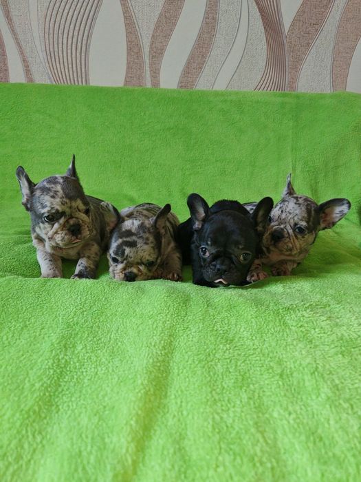 Предлагаю щенков Французский бульдок