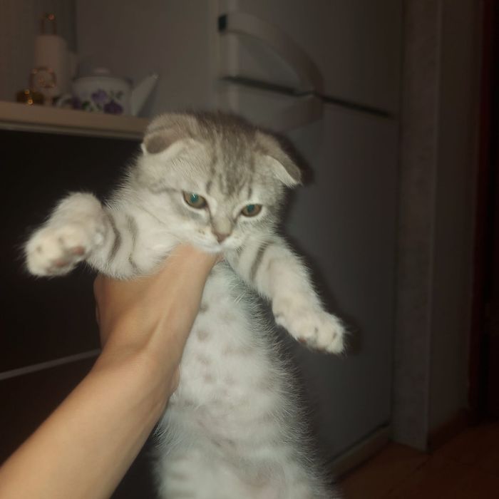 Котенок милый маленький