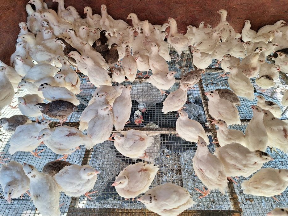 Prepelițe carne de prepeliță (carcasă)