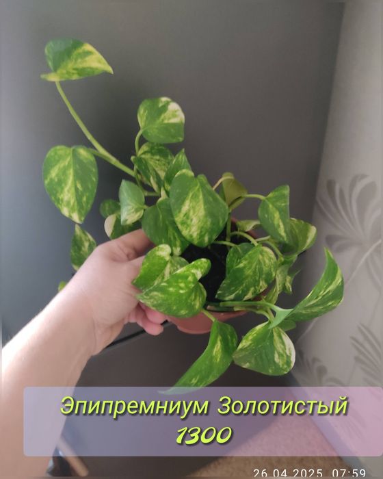 Домашние цветы, разные