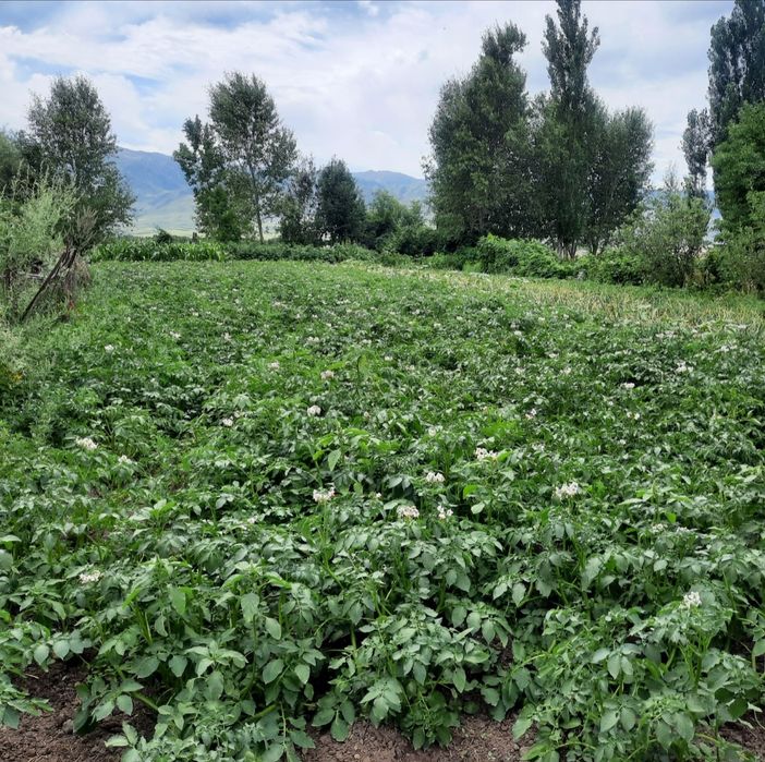 Продаётся дом в с.Шубар в Кербулакском районе