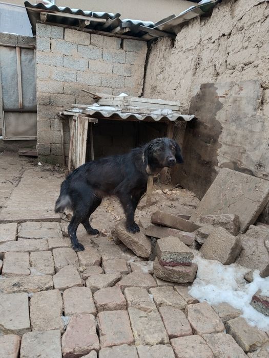 Ovchi qorovul it qiz bola 1 yosh boladi fevralda hali qoshlmagan