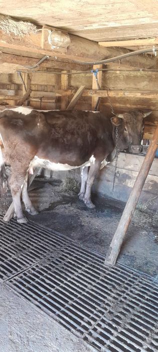 Vaci de vanzare bruna maramures