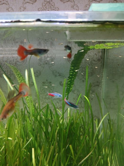 Продам мол/ых гуппи