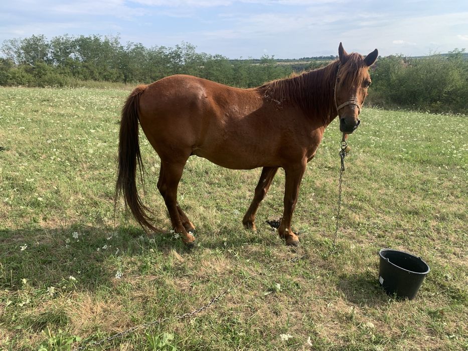 Cal de vinzare bun la caruta