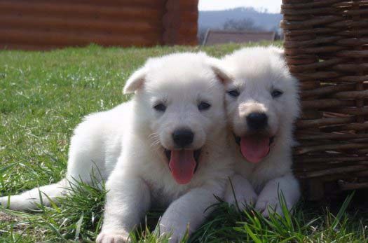 Бяла швейцарска овчарка